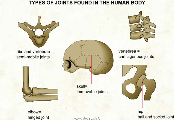 Types of joints found in the human body  (Visual Dictionary)